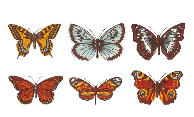 Butterflies - Small - 50 mm - Set of 6